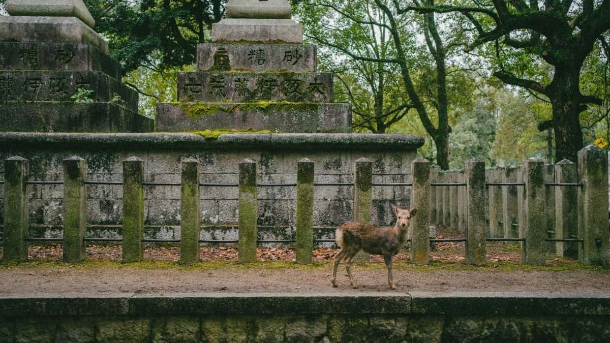 Zalo и Украйна: Как да изградим силна бранд история с правилния план