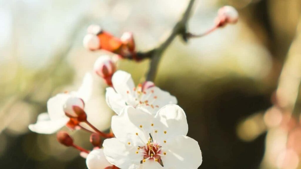 : Pakistan Pinterest .