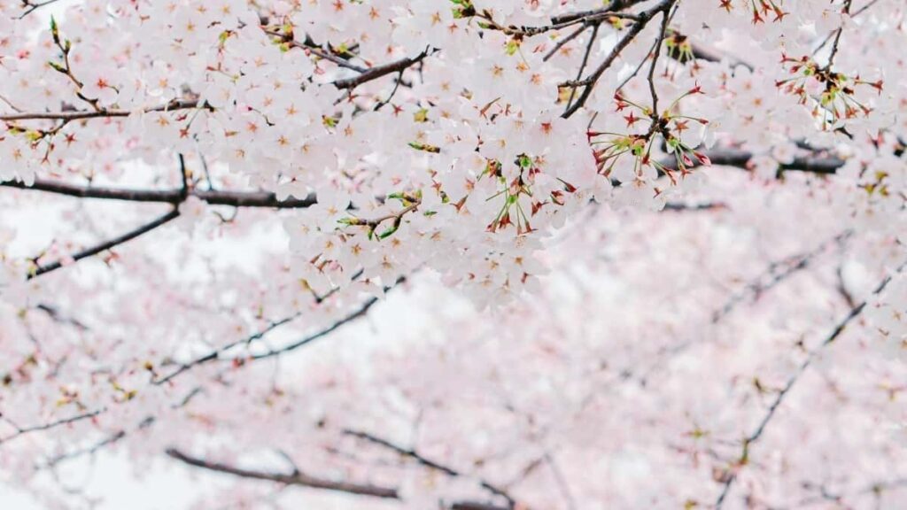 : , pitch- Kuaishou -.