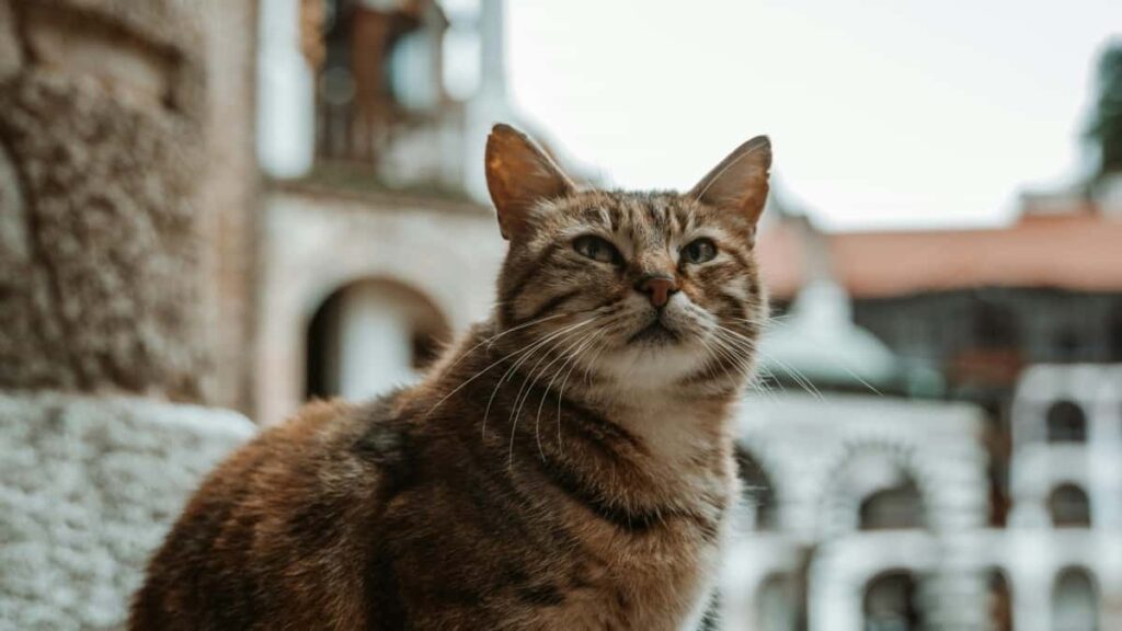 : ShareChat, CTA 2025.