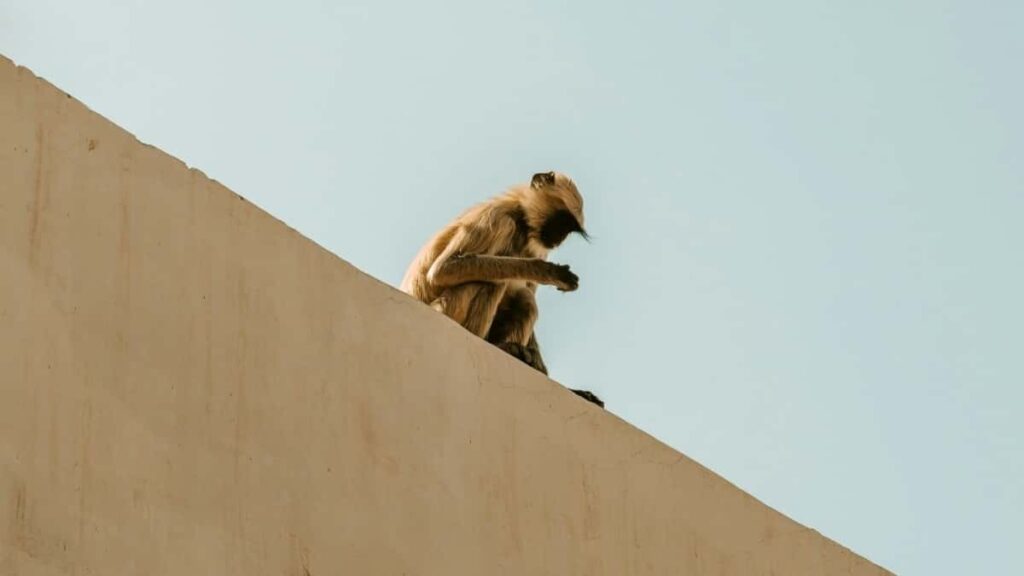 : , Clubhouse live , .