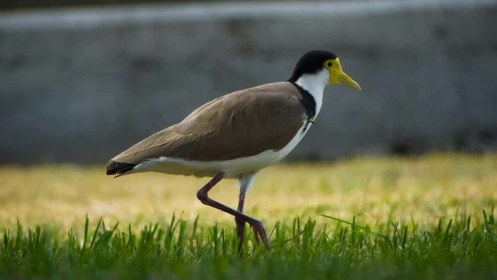 Apple Music, / VPN .