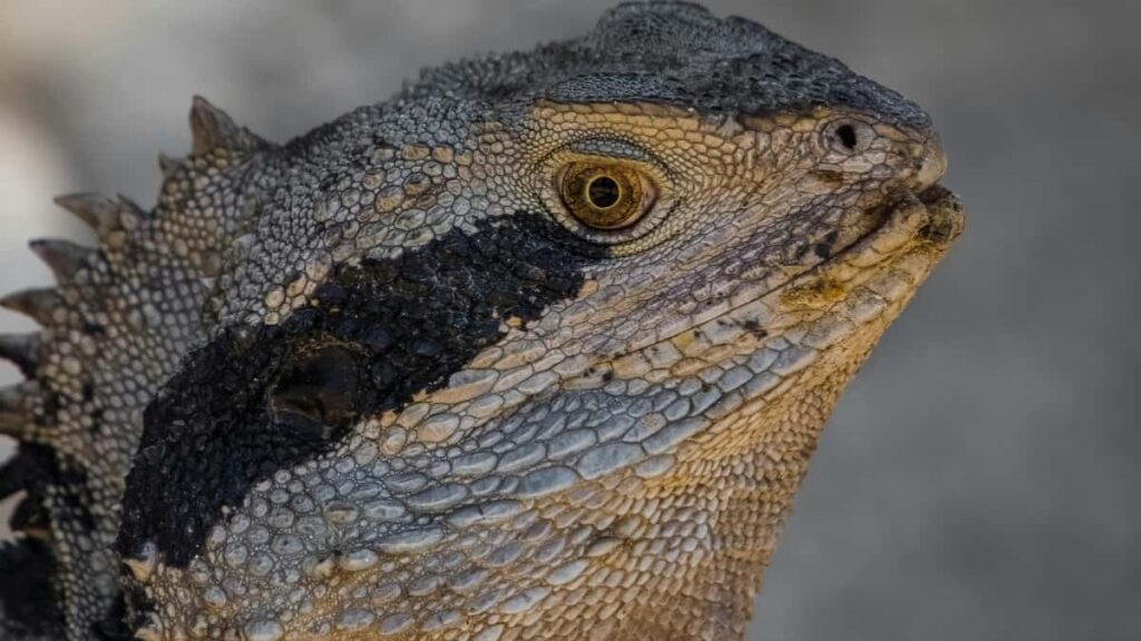 Myanmar Twitch wellness .