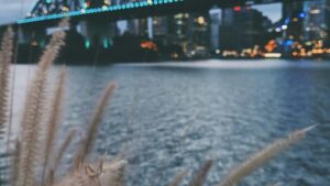 : , Disney Plus , reach creator-driven .