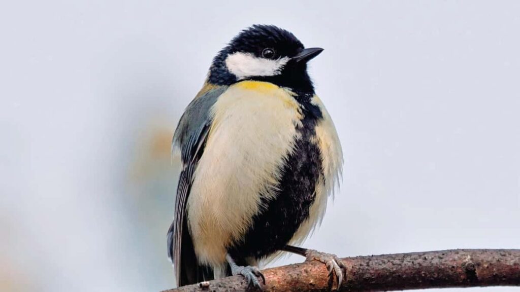 : Apple Music, song reaction .