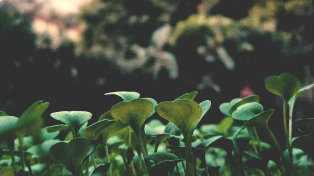 : pitch- WhatsApp, GRWM .