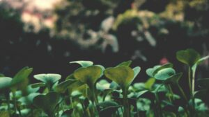 : pitch- WhatsApp, GRWM .